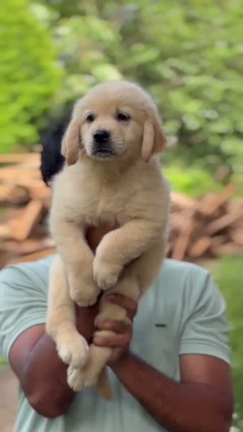 Golden Retriever, farm video