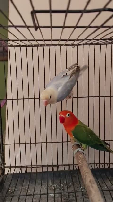 African Love Birds, farm video