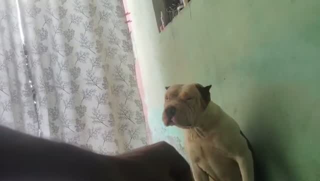 American Bully Standard Size Puppy, farm video