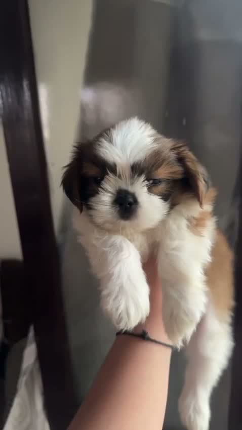 Shih Tzu | Black Color, farm video