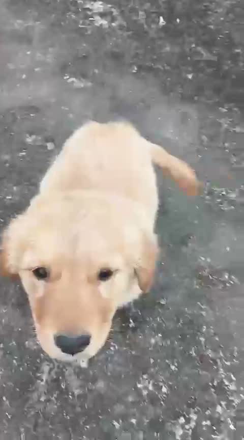 Dachshund Puppy | Brown, farm video