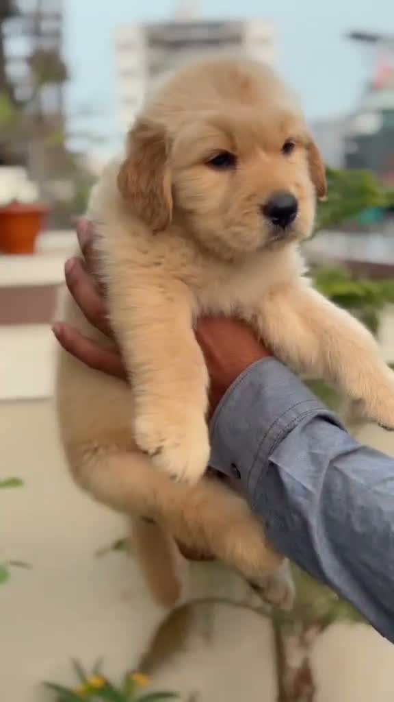 Golden Retriever, farm video