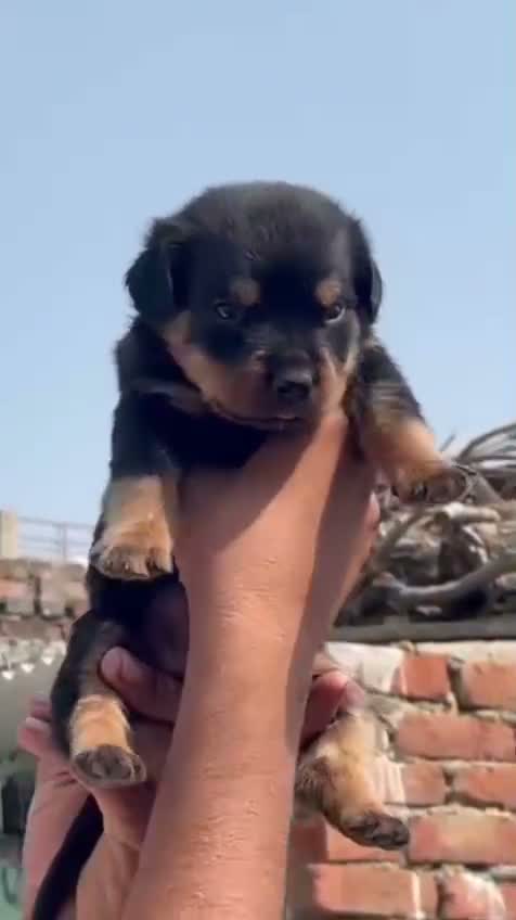 Rottweiler Puppy, farm video