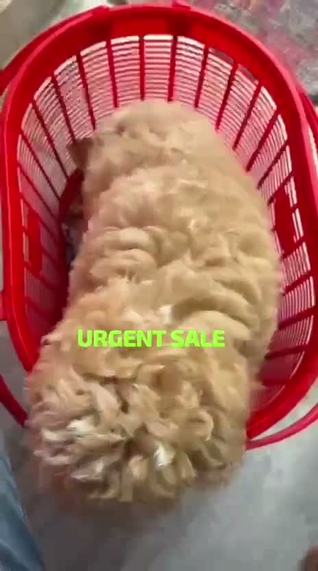 Standard Poodle Puppy | White, farm video