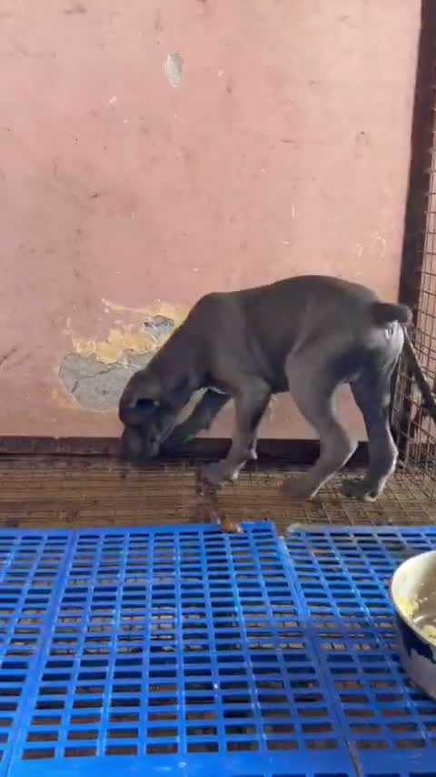 Cane Corso Puppy | Brindle, farm video