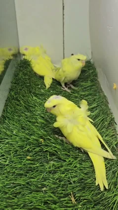 Homer Pigeon, farm video