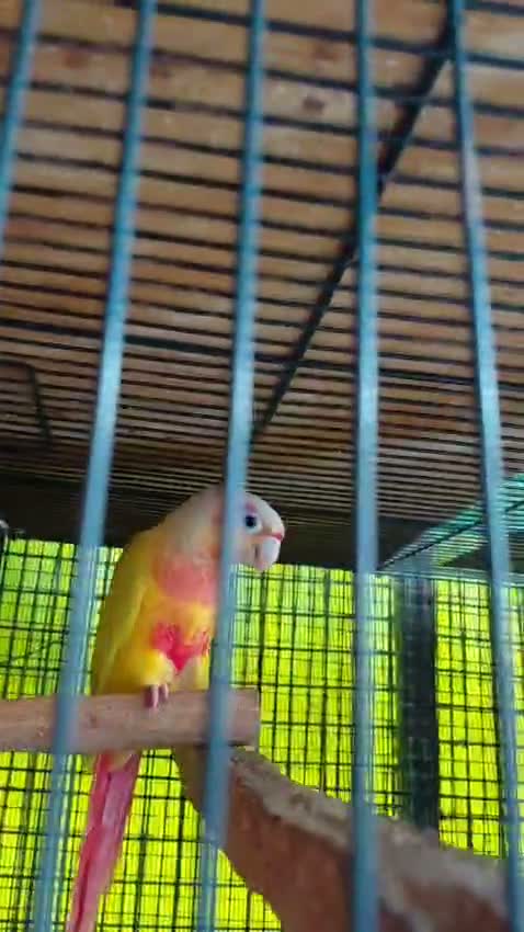 Small Cheek Conure, farm video