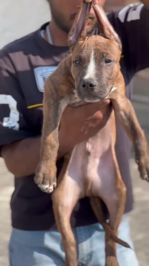 Pitbull Terrier Puppy, farm video