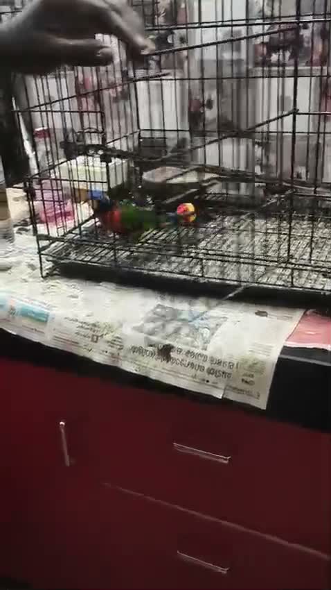 Chattering Lorikeet, farm video