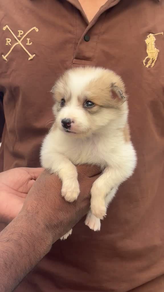 Dachshund Puppy | Brown, farm video