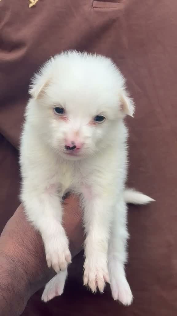 Pomeranian Puppy, farm video