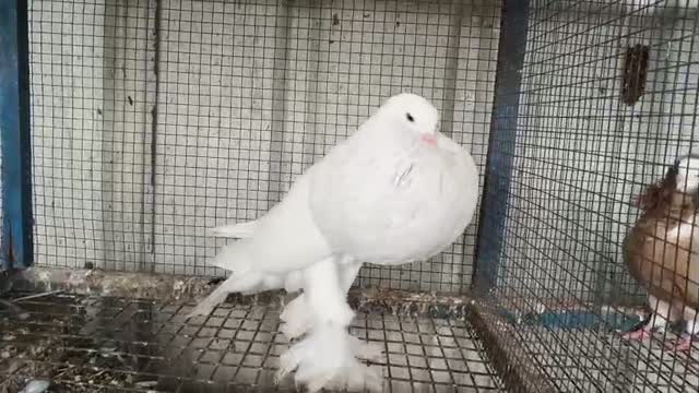 Pomeranian Puppy, farm video