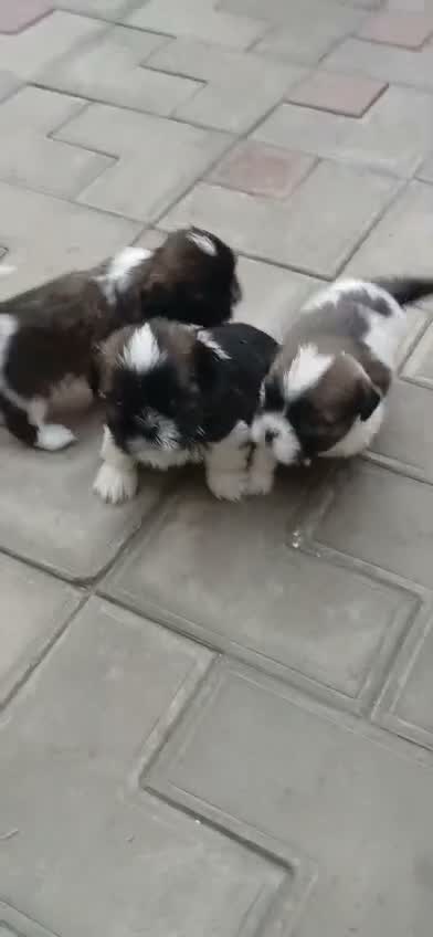Shih Tzu | Black Color, farm video