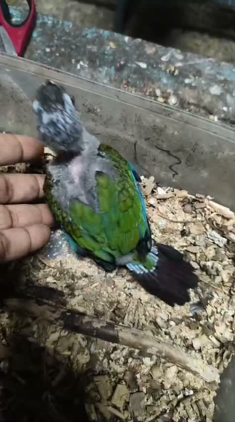 Small Cheek Conure, farm video