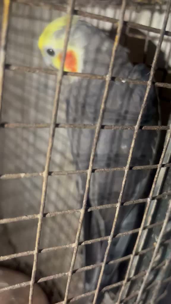 Cockatiel, farm video