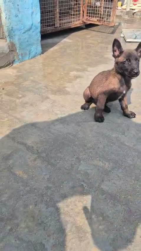 Belgian Malinois Puppy, farm video