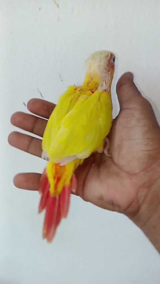 Sun Cheek Conure, farm video