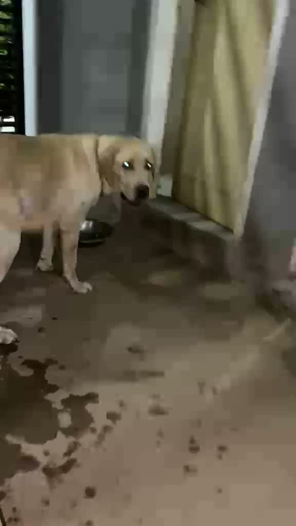 Beagle Black & Tan Puppy, farm video