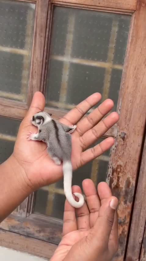Sugar Glider | Grey, farm video