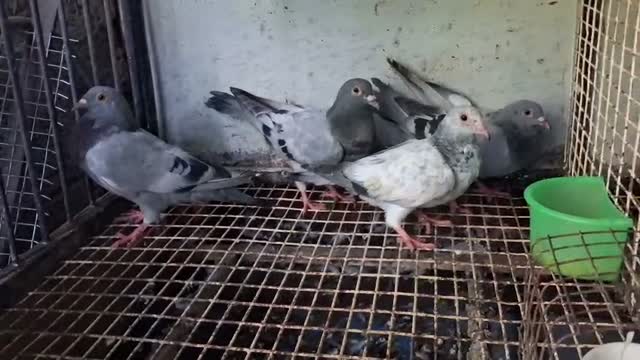 Homer Pigeon, farm video