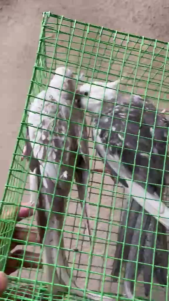 Cockatiel, farm video