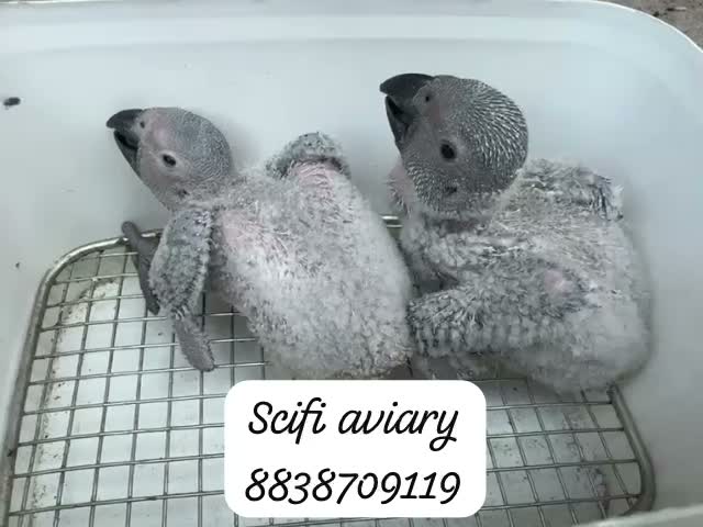African Grey Parrot, farm video