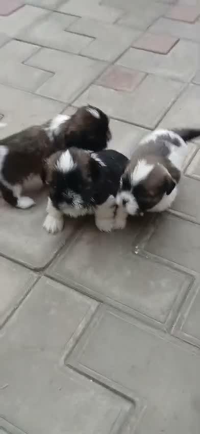 Shih Tzu | Black Color, farm video