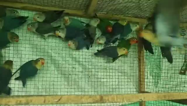 African Love Birds, farm video
