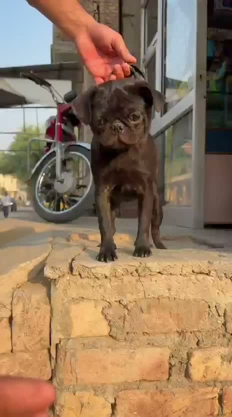 Pug Puppy, farm video