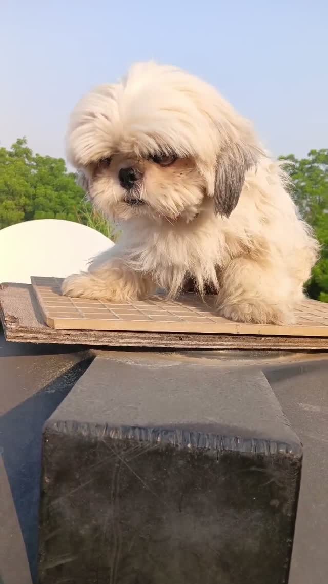 Shih Tzu | Black Color, farm video