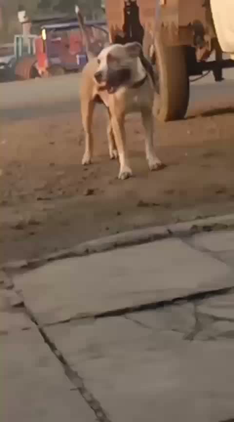Pitbull Terrier Puppy, farm video