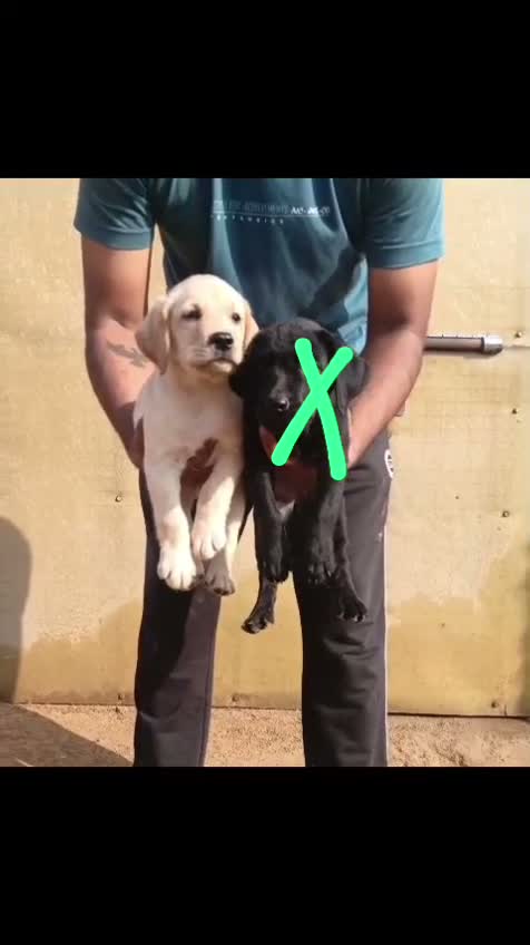 Beagle Black & Tan Puppy, farm video