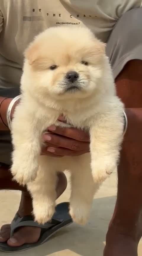 Chow Chow Puppies, farm video