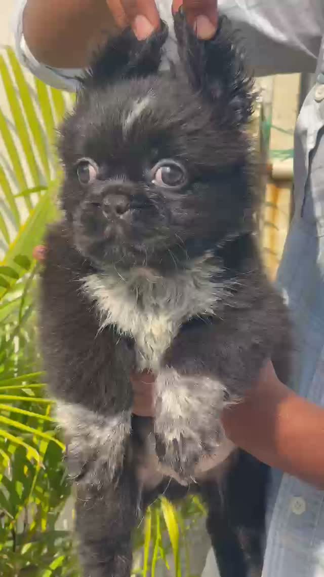 French Bulldog Puppy, farm video