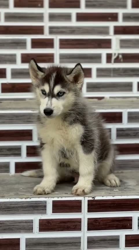Siberian Husky Puppy | Black & White Color, farm video