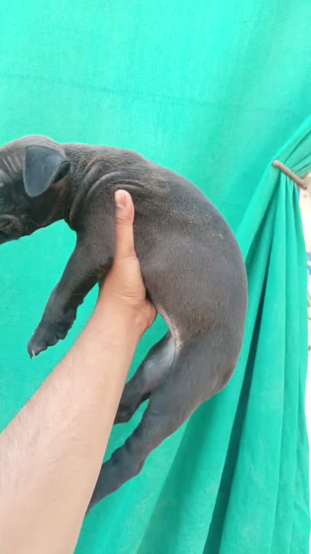 Dachshund Puppy | Brown, farm video