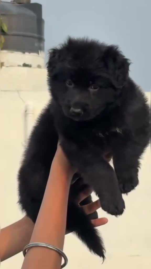 German Shepherd Puppy, farm video