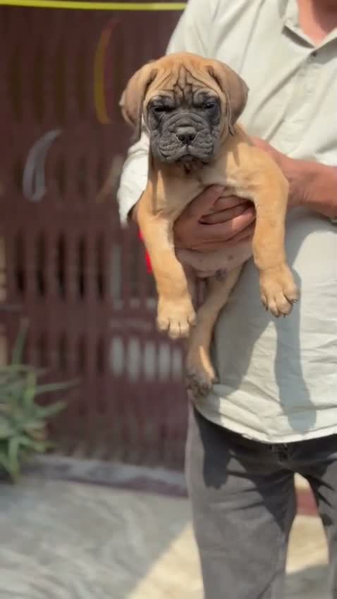 Bullmastiff Puppy, farm video