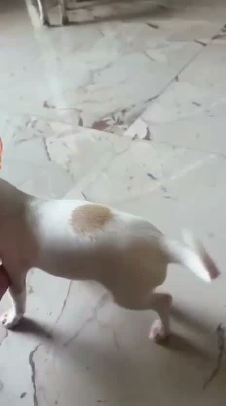Chihuahua Puppy, farm video