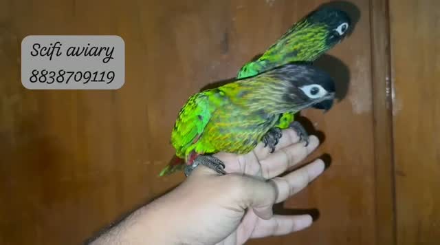 Chattering Lorikeet, farm video