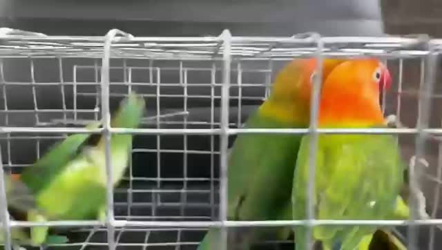 African Love Birds | Violet, farm video