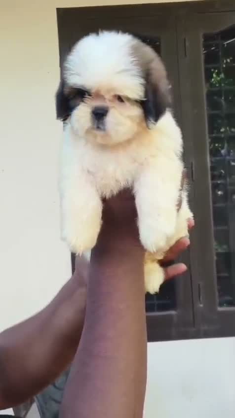 Shih Tzu | Black Color, farm video