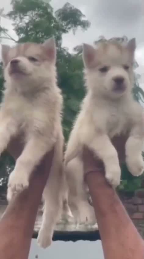 Siberian Husky Puppy | Black & White Color, farm video