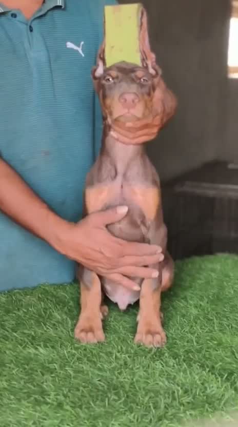 Doberman Pinscher Puppy, farm video