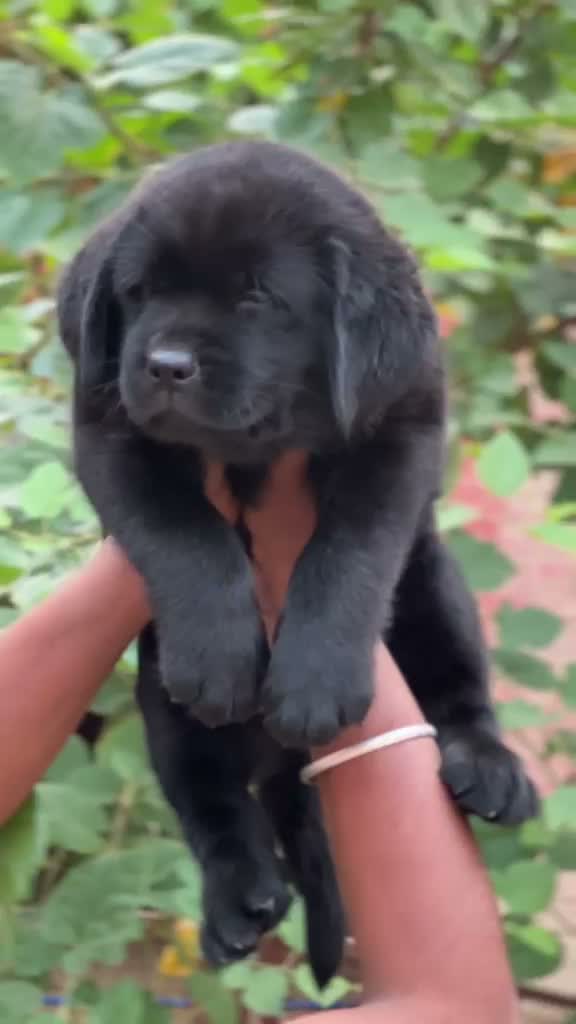 Beagle Black & Tan Puppy, farm video