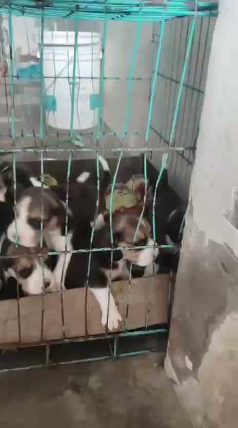 Dachshund Puppy | Brown, farm video