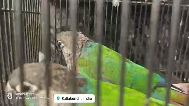 Small Cheek Conure, farm video