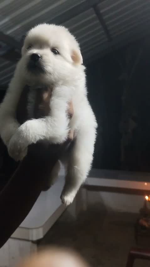 Pomeranian Puppy, farm video