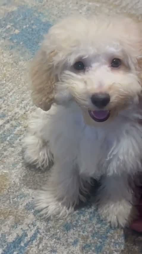 Standard Poodle Puppy | White, farm video