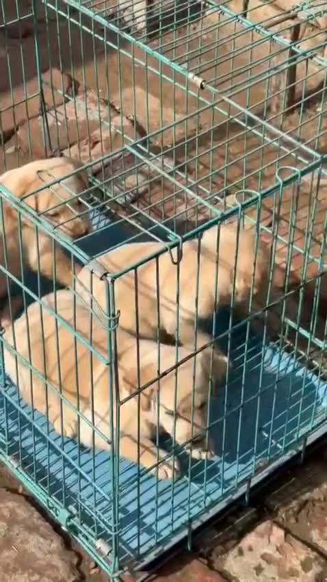 Dachshund Puppy | Brown & Tan, farm video
